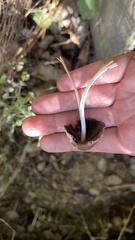 Coprinellus micaceus