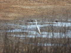 Ardea alba