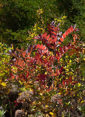 Toxicodendron vernix