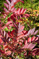 Toxicodendron vernix