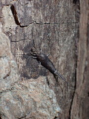 Meinertellidae