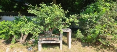 Ficus microcarpa