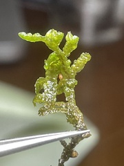 Porella platyphylla