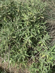 Salvia farinacea