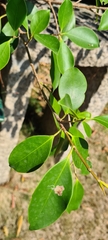 Ficus microcarpa
