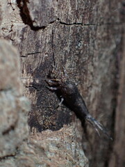 Meinertellidae