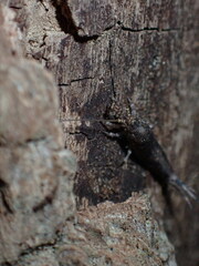 Meinertellidae