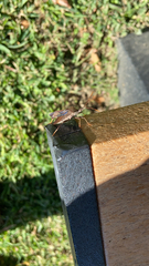 Leptoglossus oppositus
