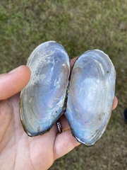 Utterbackia imbecillis