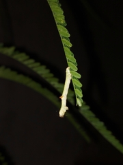 Psamatodes abydata