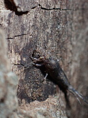 Meinertellidae