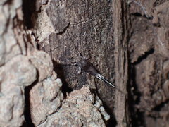 Meinertellidae