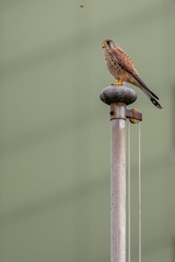 Falco tinnunculus tinnunculus