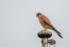 Falco tinnunculus tinnunculus