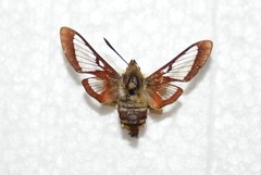 Hemaris gracilis