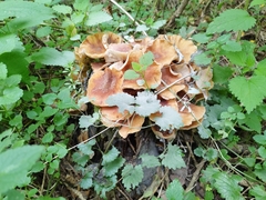 Armillaria cepistipes