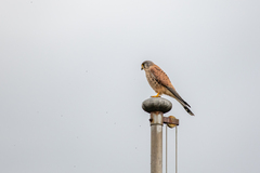 Falco tinnunculus tinnunculus