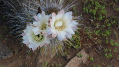 Trichocereus deserticola