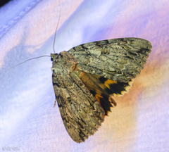 Catocala subnata