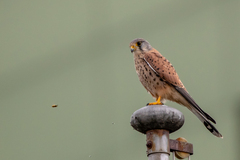 Falco tinnunculus tinnunculus