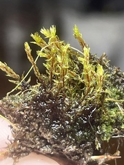 Ptychostomum pseudotriquetrum