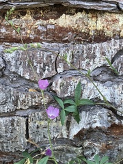 Sidalcea