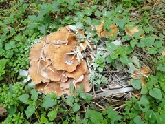 Armillaria cepistipes