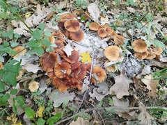 Armillaria cepistipes