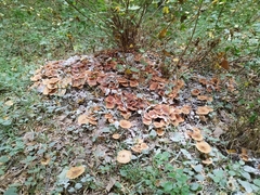 Armillaria cepistipes