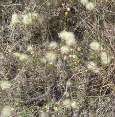 Heterotheca canescens