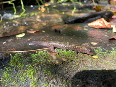 Desmognathus marmoratus