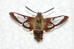 Hemaris gracilis