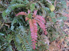 Adiantum hispidulum hypoglaucum