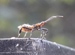 Leptoglossus phyllopus