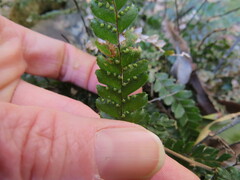 Adiantum hispidulum hypoglaucum