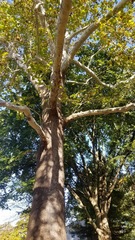 Platanus occidentalis