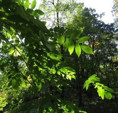 Juglans hopeiensis