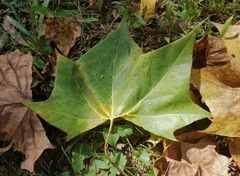 Platanus occidentalis