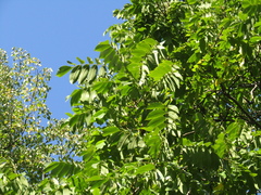 Juglans hopeiensis