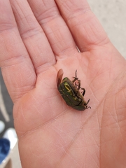 Cetonia aurata