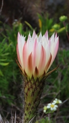Trichocereus deserticola