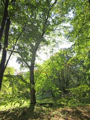 Juglans hopeiensis