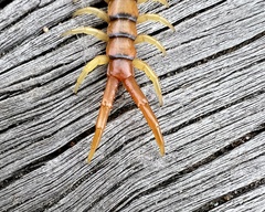 Ethmostigmus rubripes