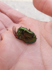 Cetonia aurata