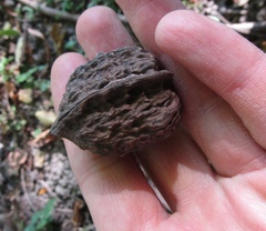 Juglans hopeiensis