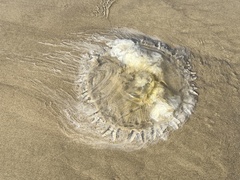 Phacellophora camtschatica