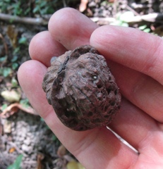 Juglans hopeiensis