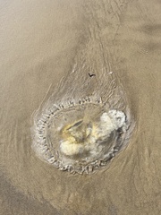 Phacellophora camtschatica