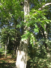 Juglans hopeiensis