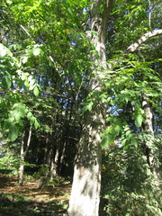 Juglans hopeiensis